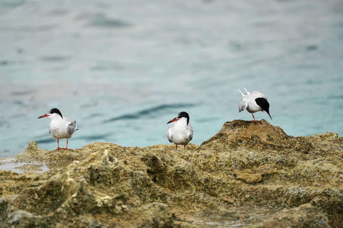 Common Tern - Erich Hetzel