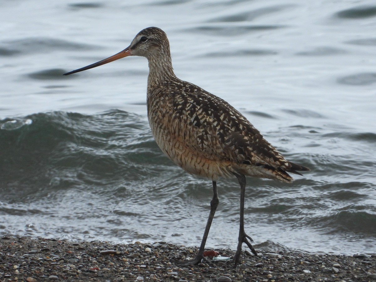 Marbled Godwit - ML590402271