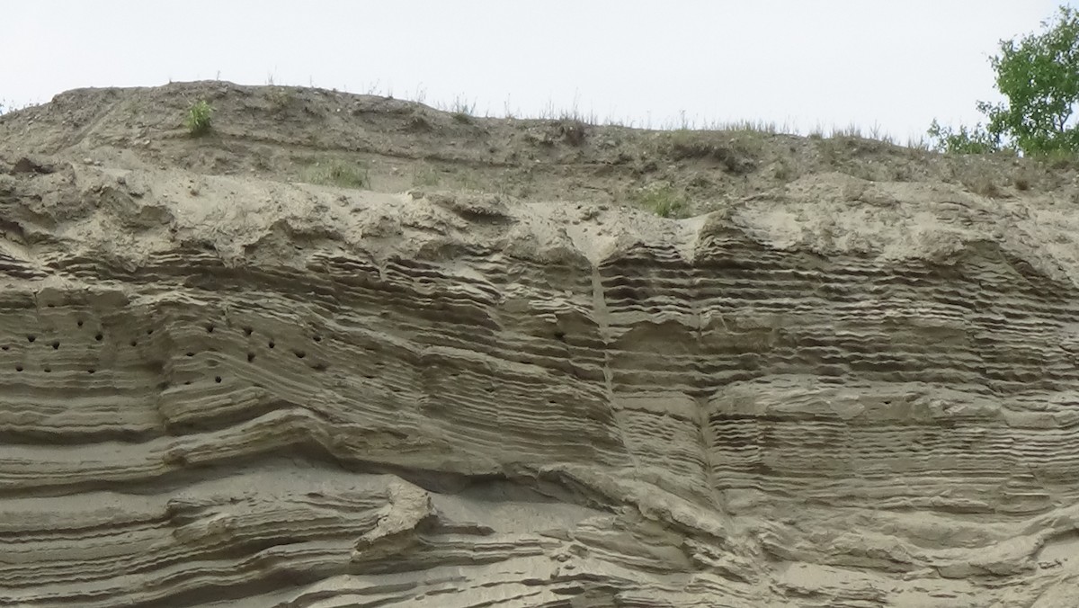 Bank Swallow - ML590402281