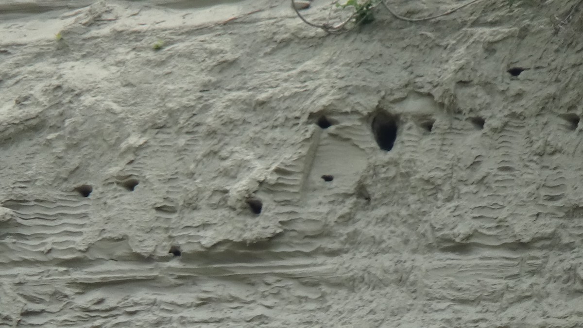 Bank Swallow - ML590402291