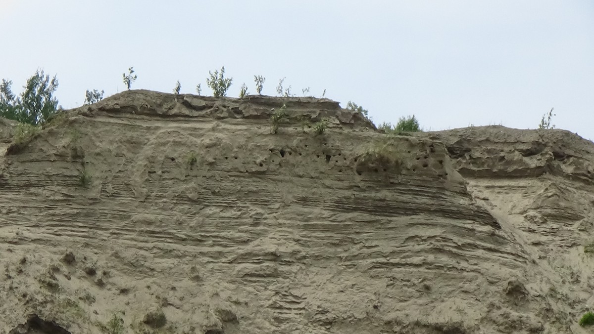 Bank Swallow - ML590402361