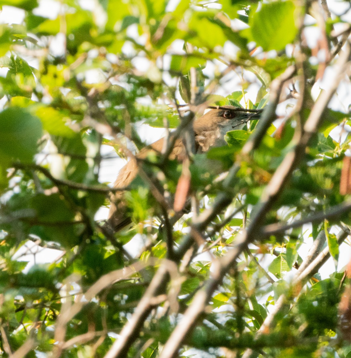 Black-billed Cuckoo - ML590402391