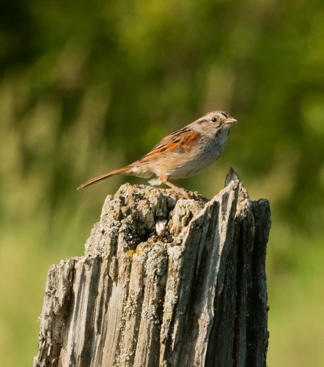 Swamp Sparrow - ML590402441