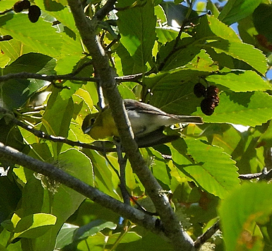 Yellow-throated Vireo - ML590402761