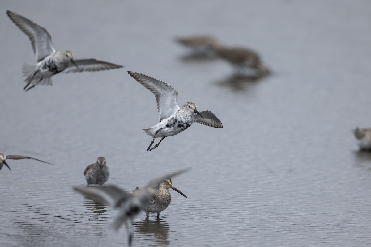 Dunlin (hudsonia) - ML590402871