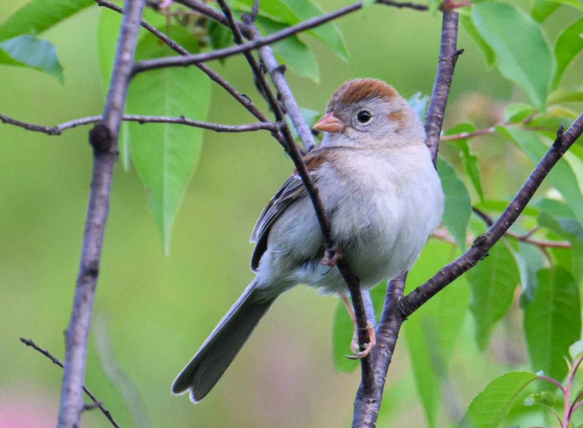 Field Sparrow - ML590402921