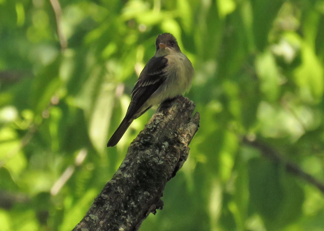 Eastern Wood-Pewee - Thomas Schultz