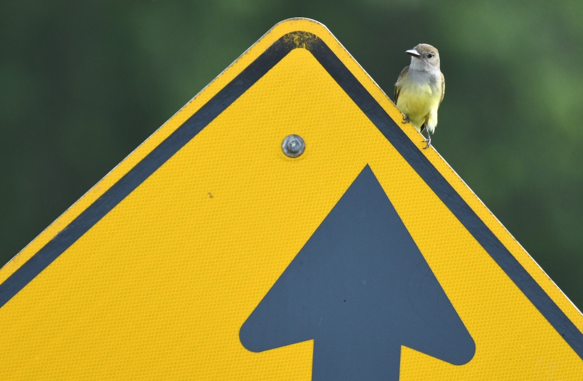 Great Crested Flycatcher - ML590403321