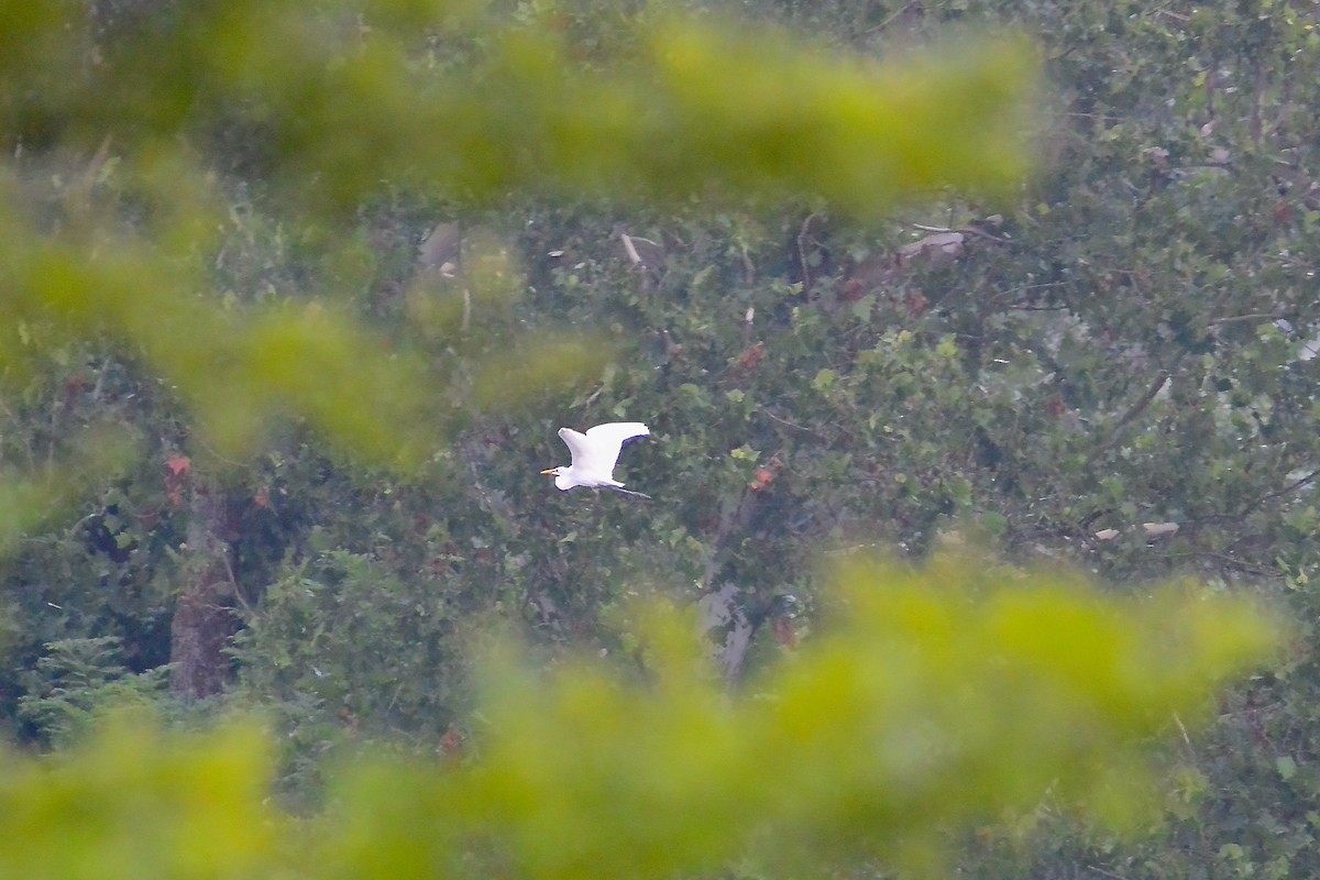 Great Egret - ML590404521