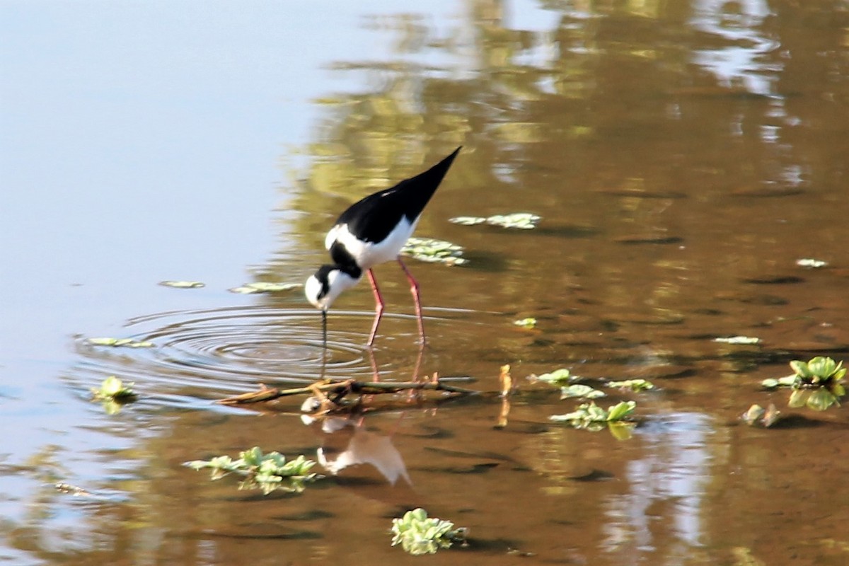 Black-necked Stilt - ML590404591