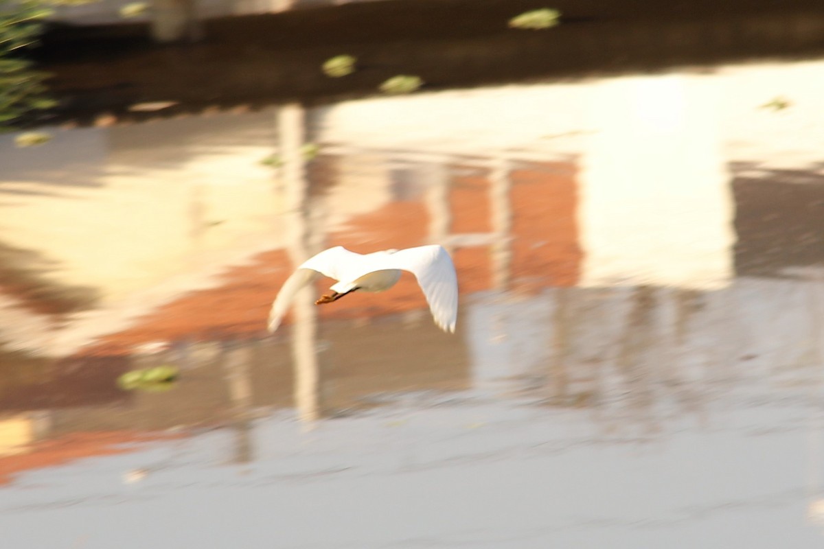 Snowy Egret - ML590404711