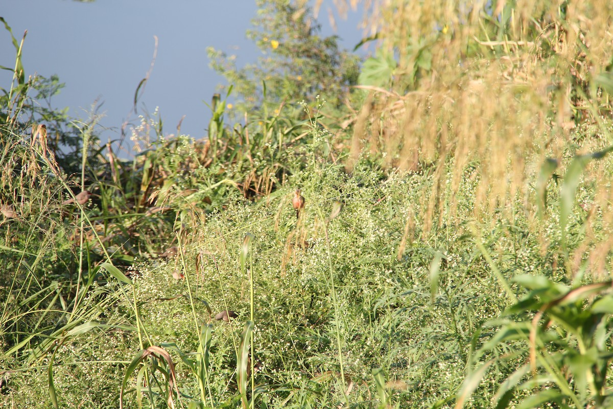 Common Waxbill - ML590404901