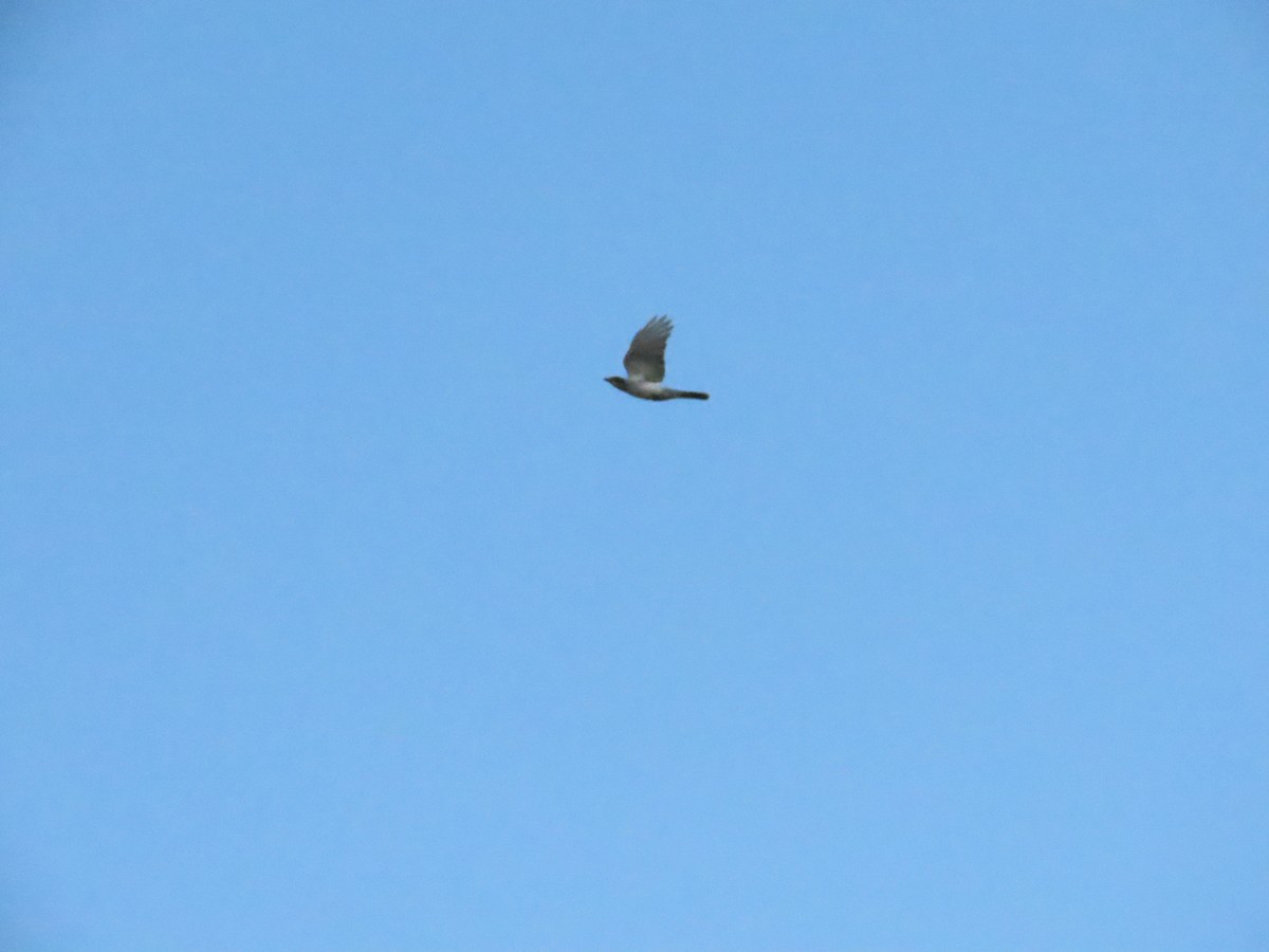 Black-faced Cuckooshrike - ML590405461