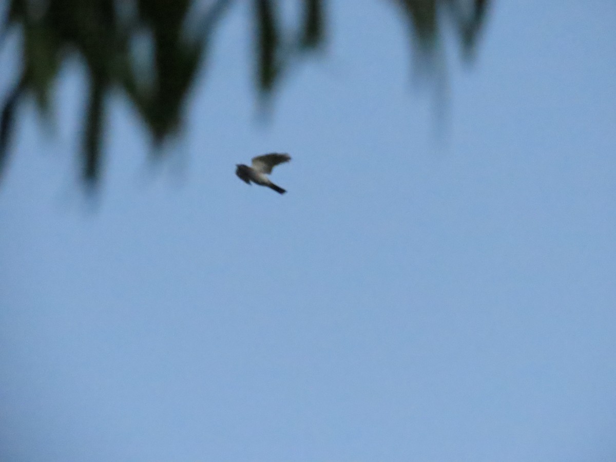 Black-faced Cuckooshrike - ML590405531