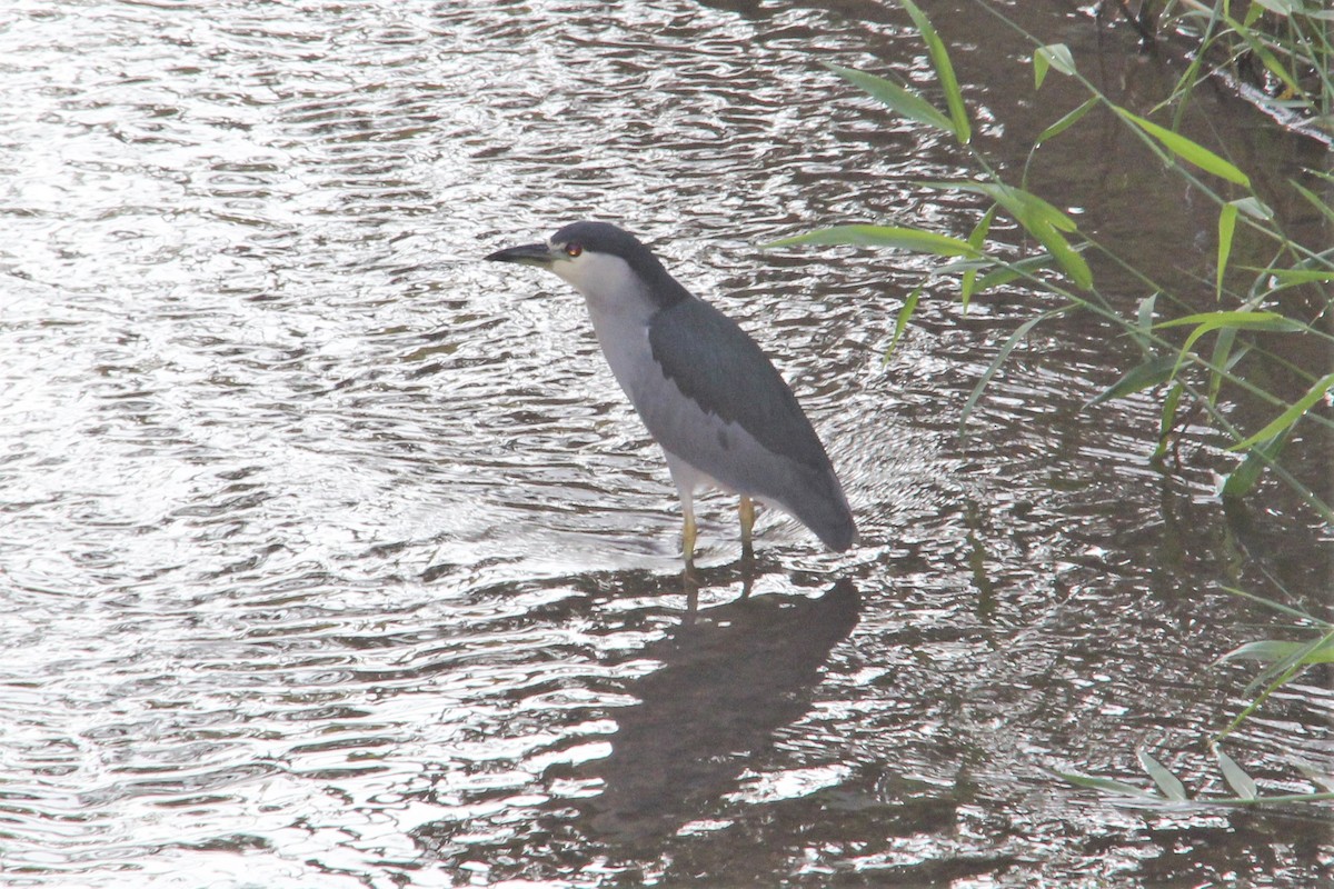 Black-crowned Night Heron - ML590405881