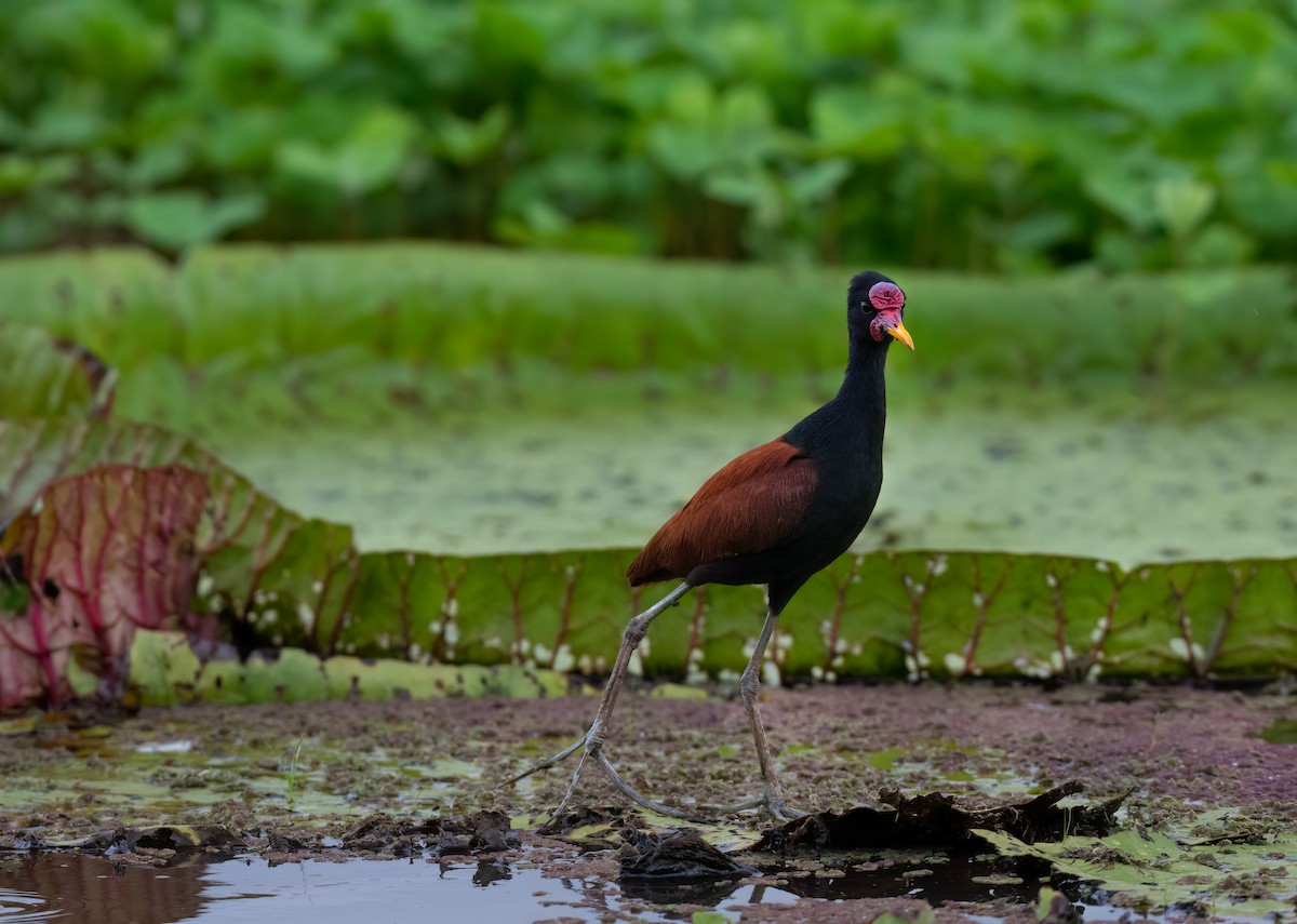 Wattled Jacana - ML590406861