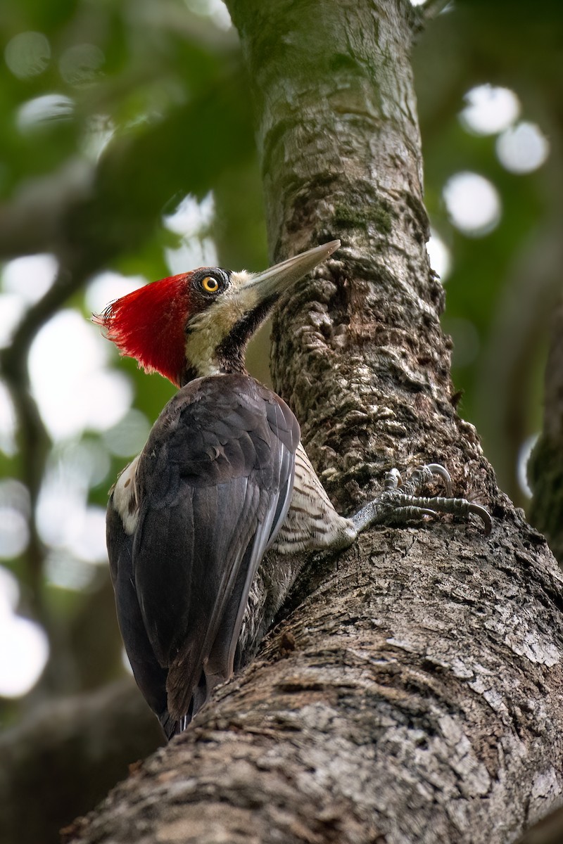 Crimson-crested Woodpecker - ML590407191
