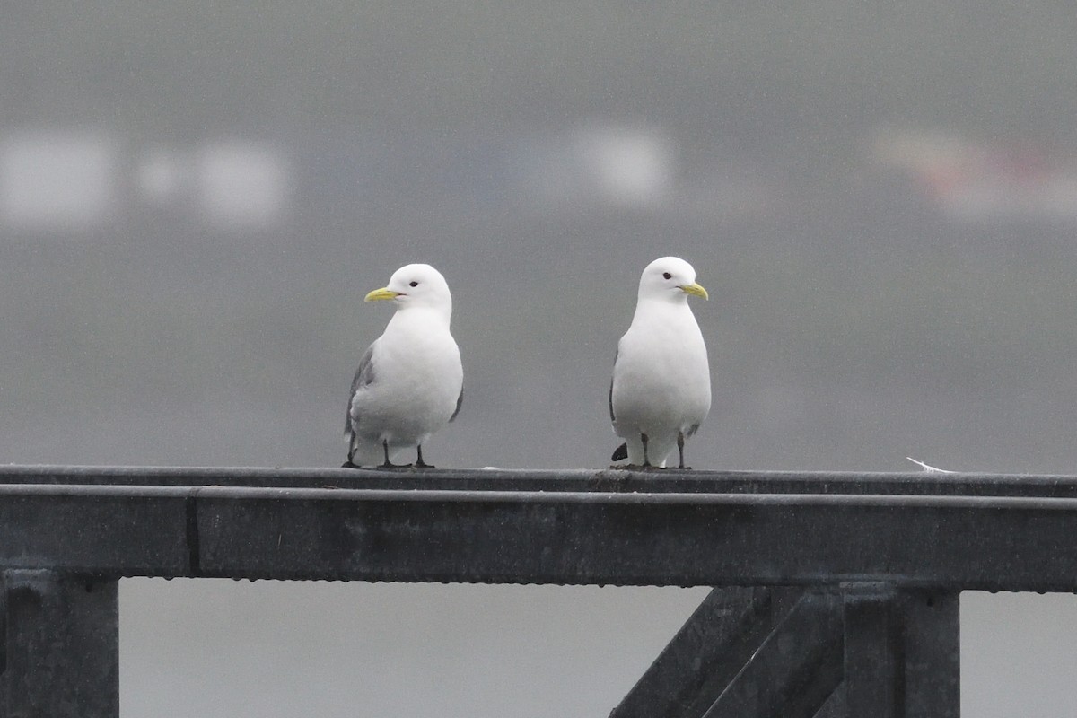 Black-legged Kittiwake - ML590407271