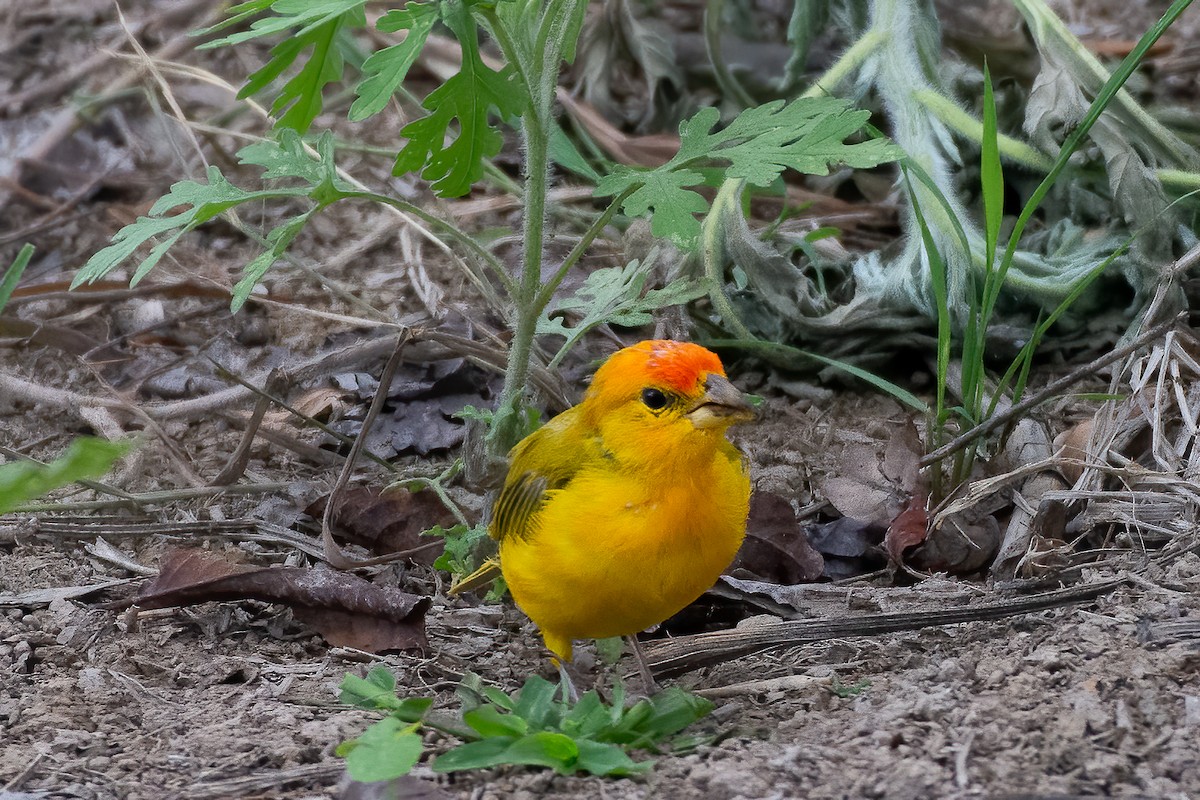 Orange-fronted Yellow-Finch - ML590407461