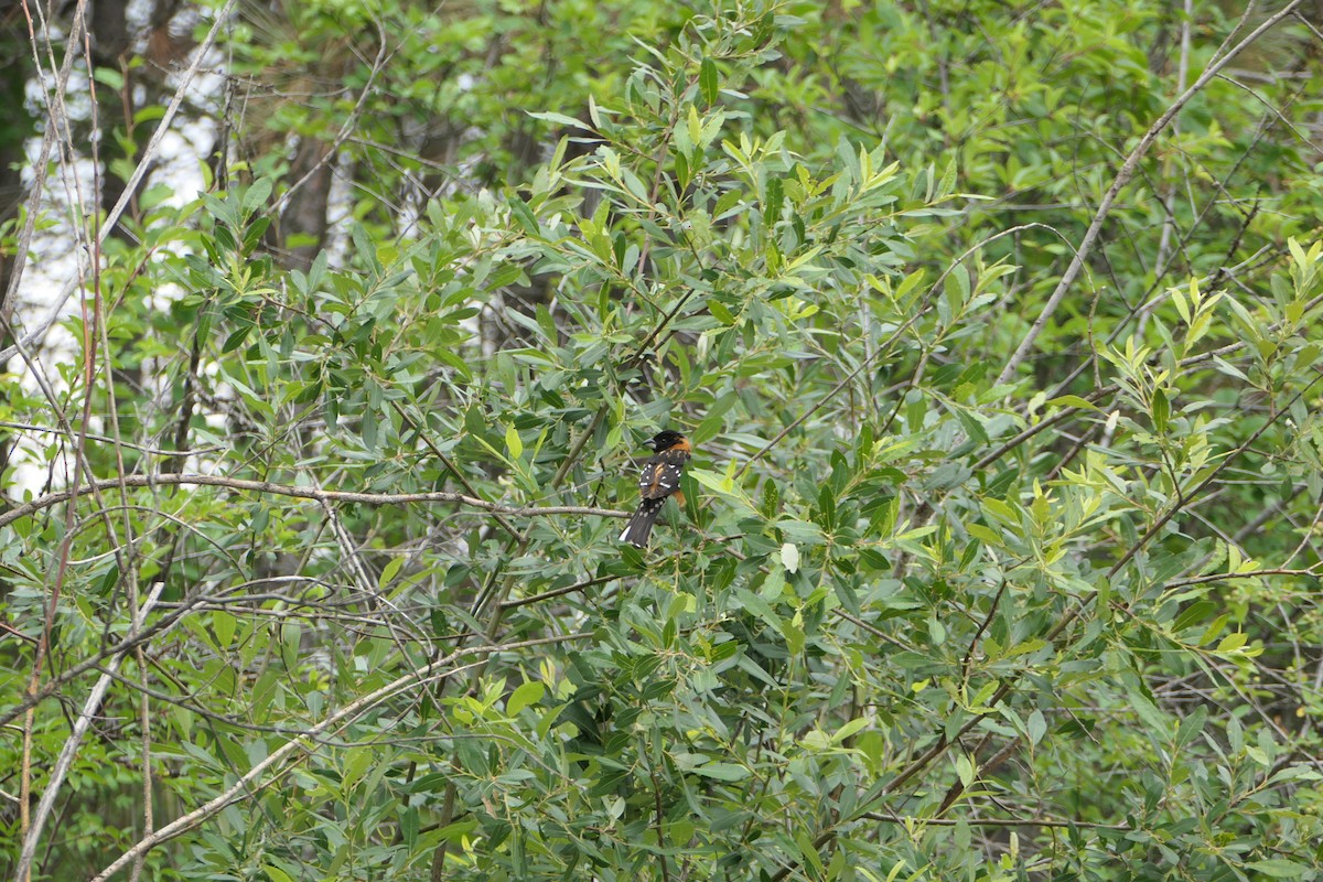 Cardinal à tête noire - ML590409041