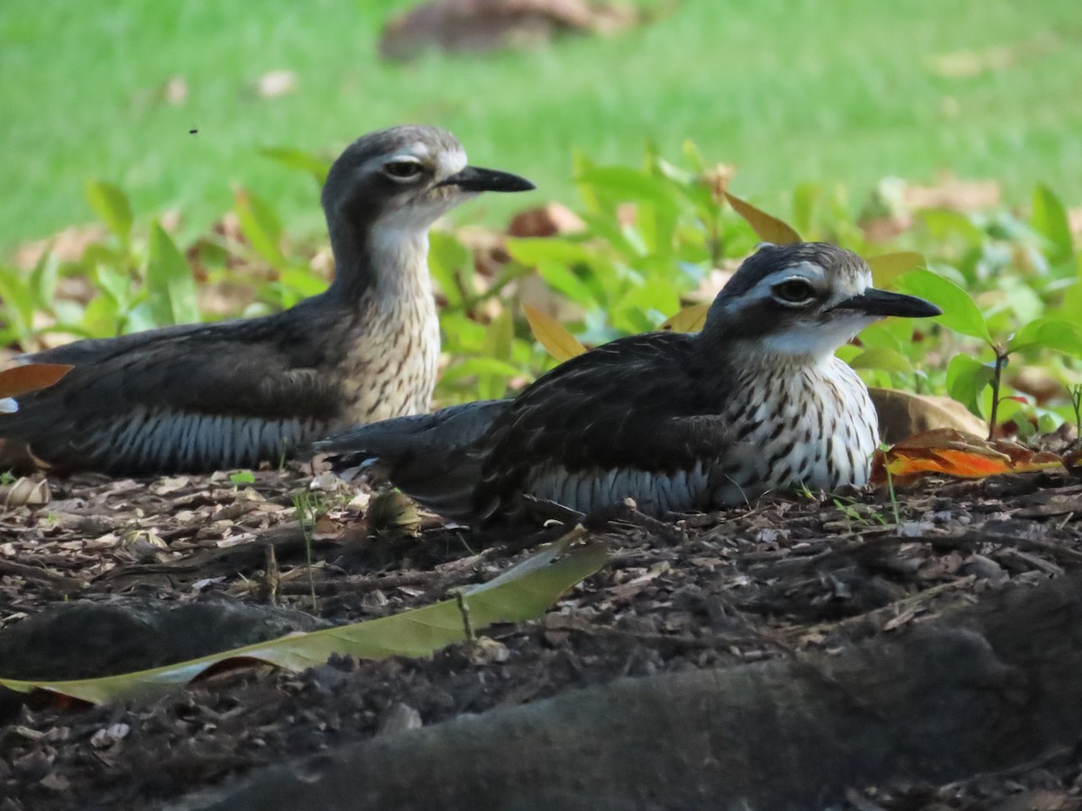 Bush Thick-knee - ML590410251