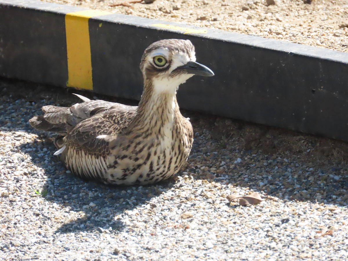 Bush Thick-knee - ML590410271