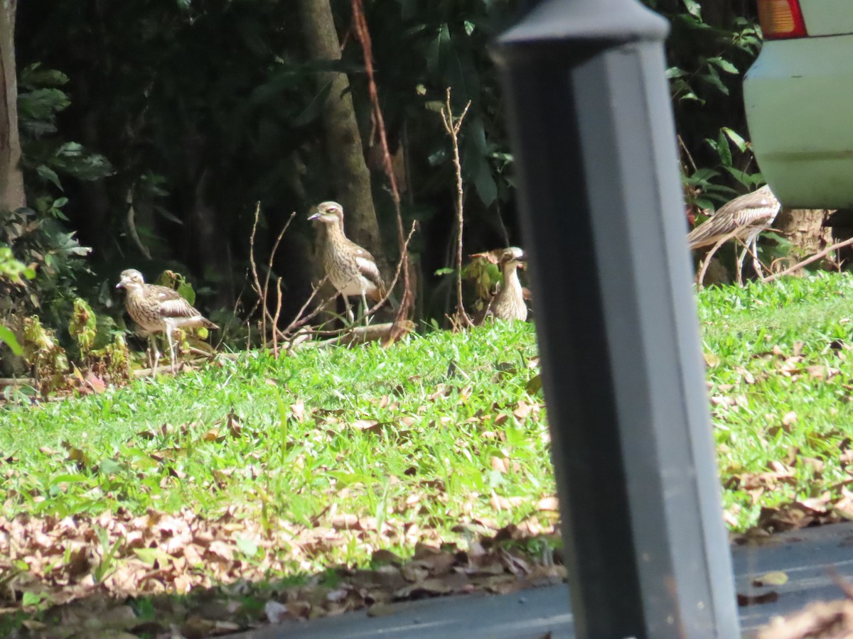 Bush Thick-knee - ML590410301