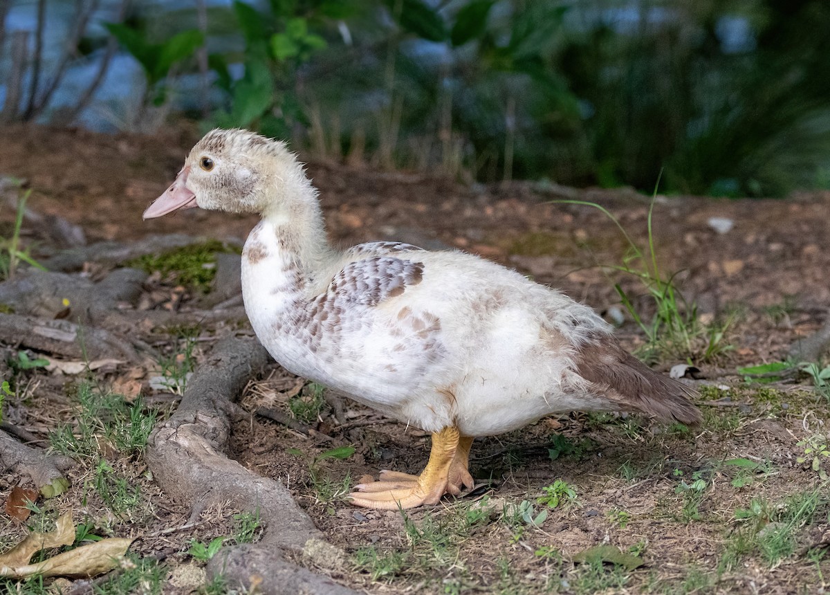 Muscovy Duck (Domestic type) - ML590411201
