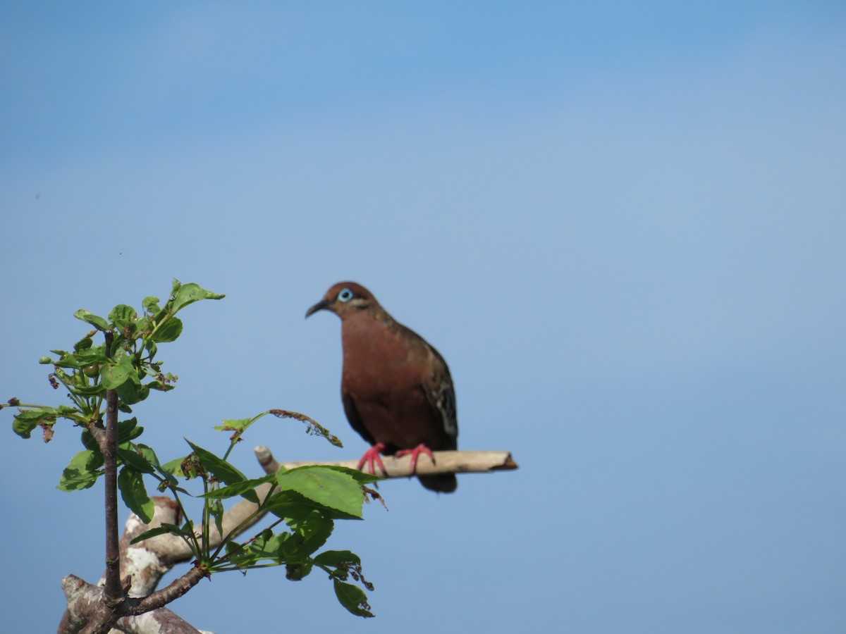 Tourterelle des Galapagos - ML590411251