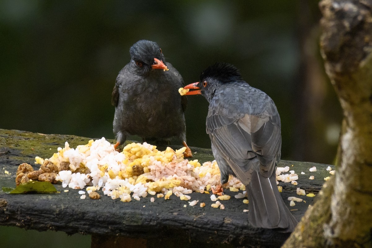 Square-tailed Bulbul (Sri Lanka) - Valery Treitsiak