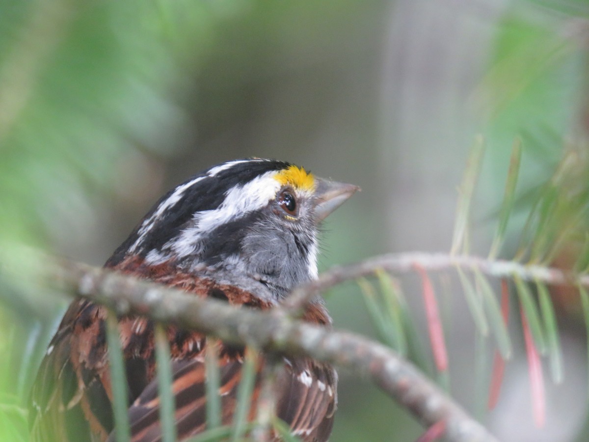 White-throated Sparrow - ML590413161