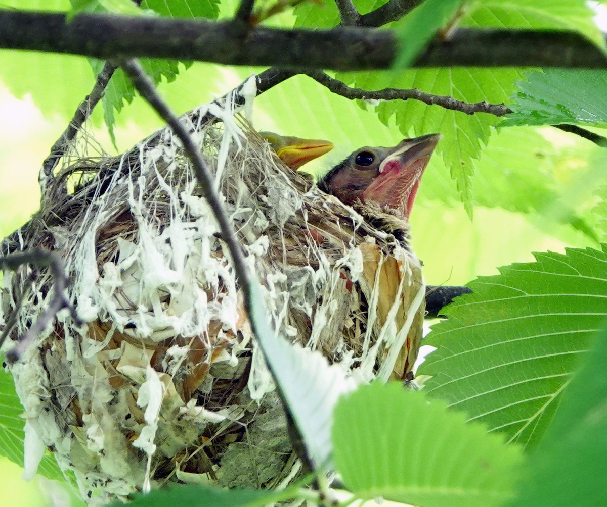 Red-eyed Vireo - ML590413741