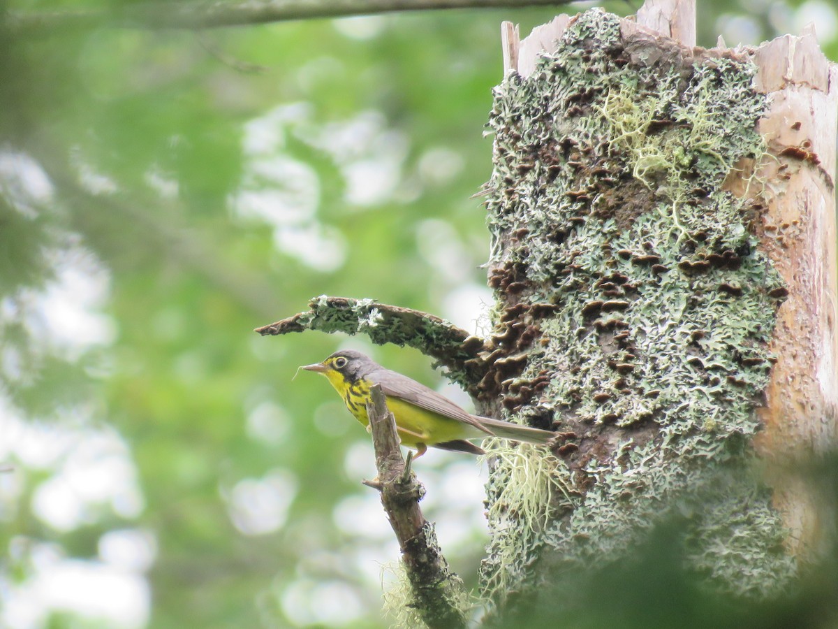 Canada Warbler - Brian Hofstetter