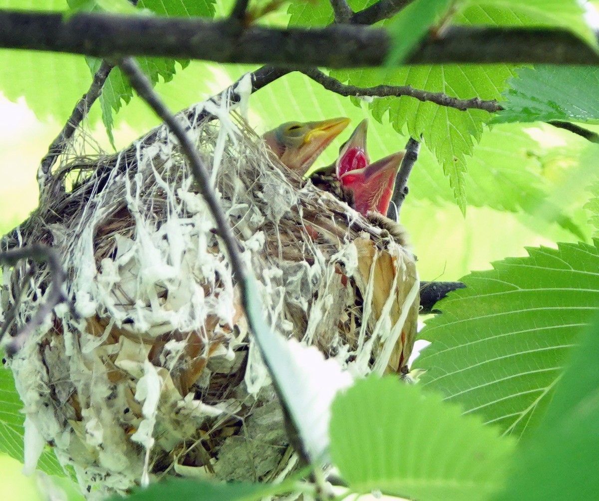 Red-eyed Vireo - ML590413811