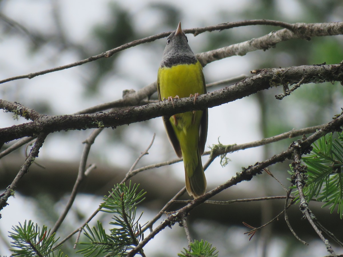 Mourning Warbler - ML590414131