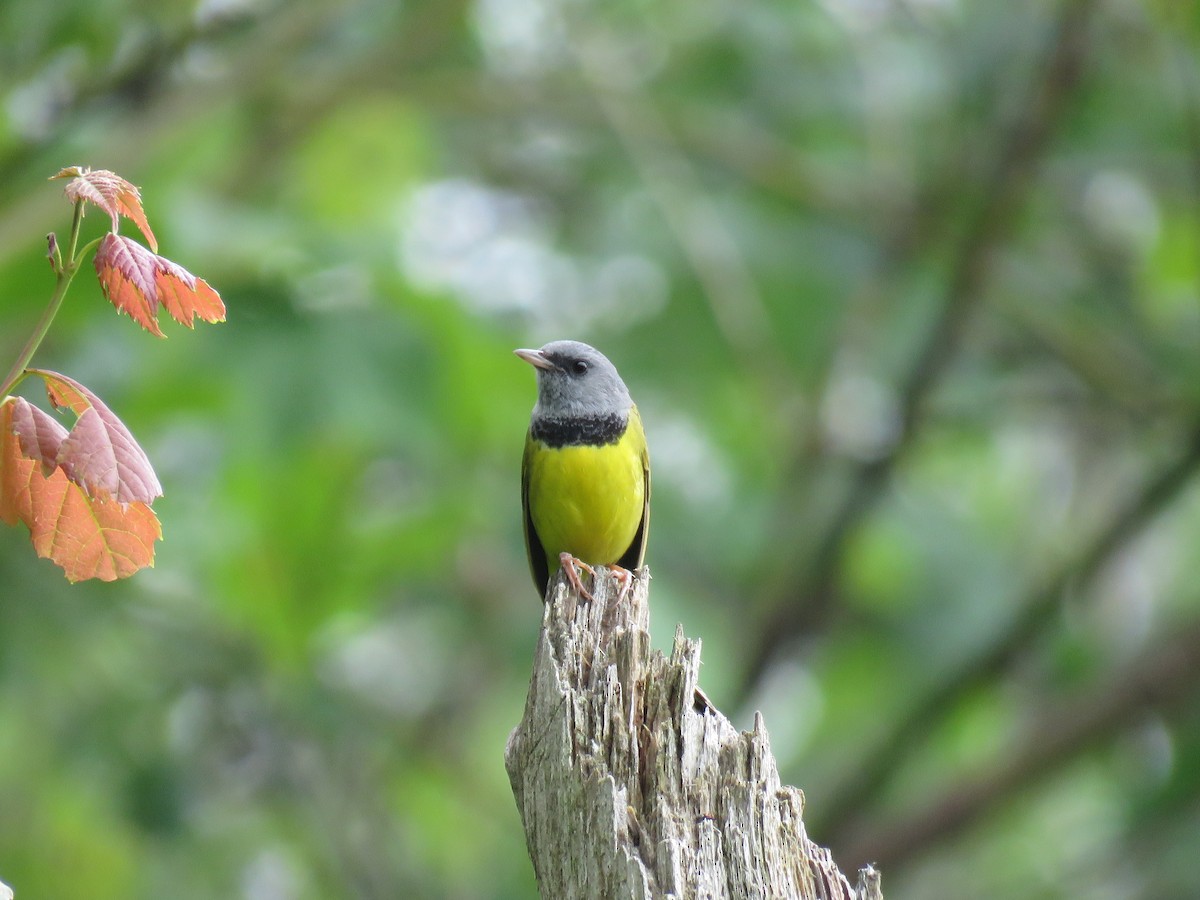 Mourning Warbler - Brian Hofstetter