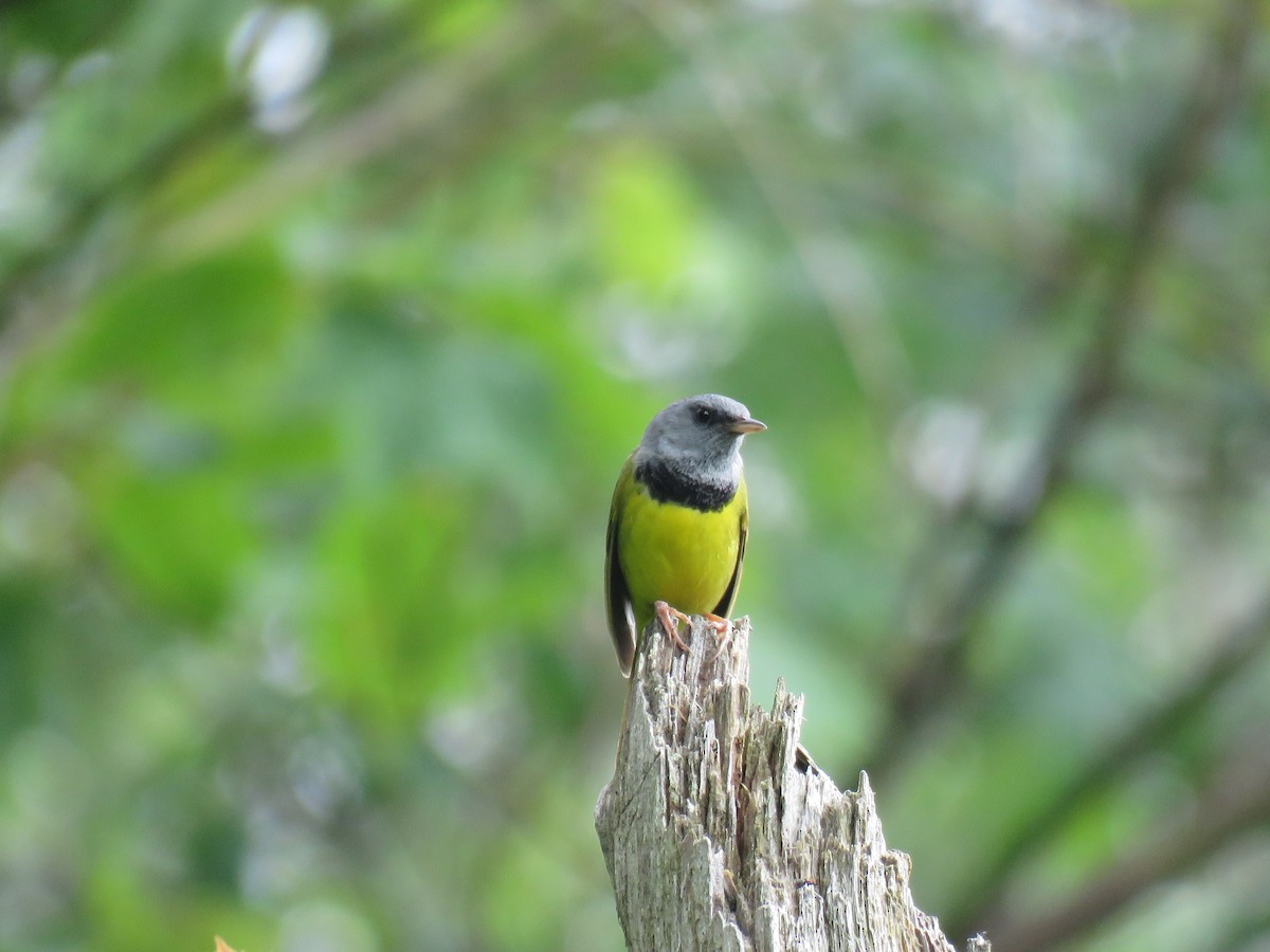 Mourning Warbler - ML590414331