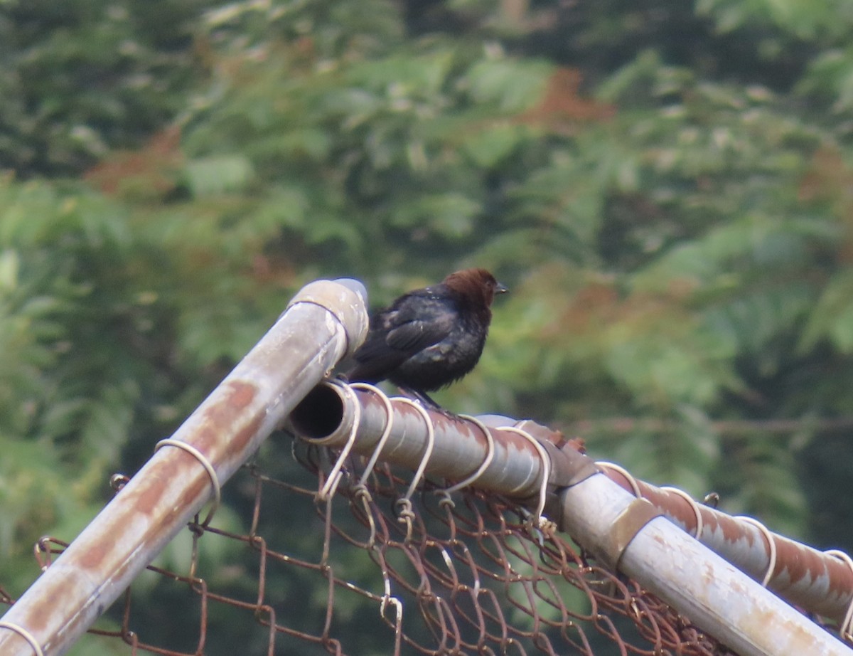 Brown-headed Cowbird - ML590414921