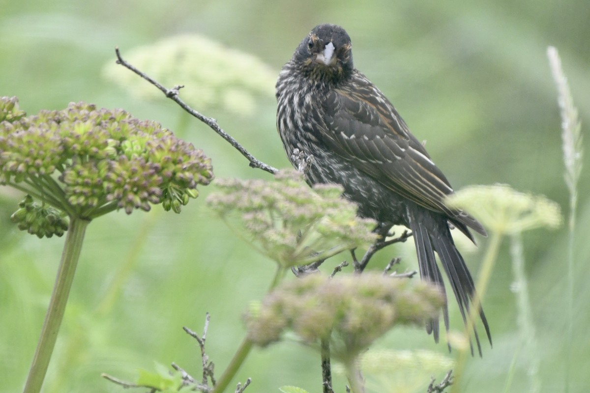 Red-winged Blackbird - ML590415071