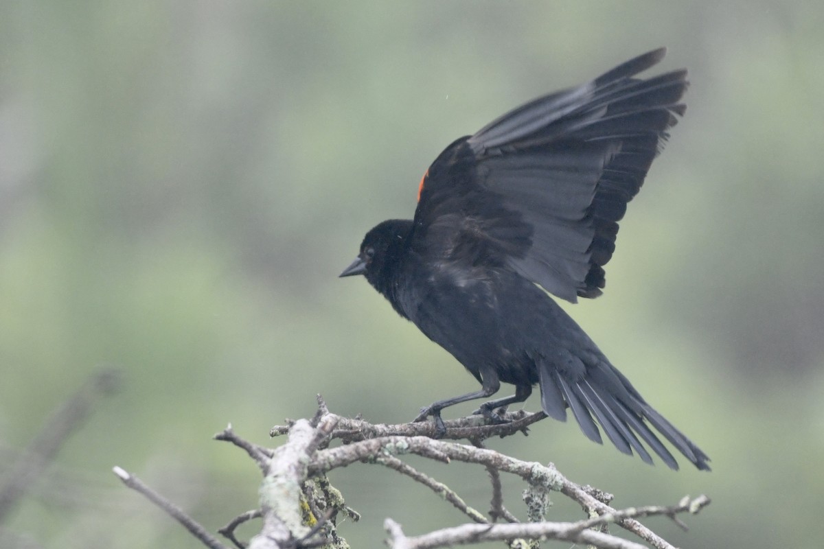 Red-winged Blackbird - ML590415111