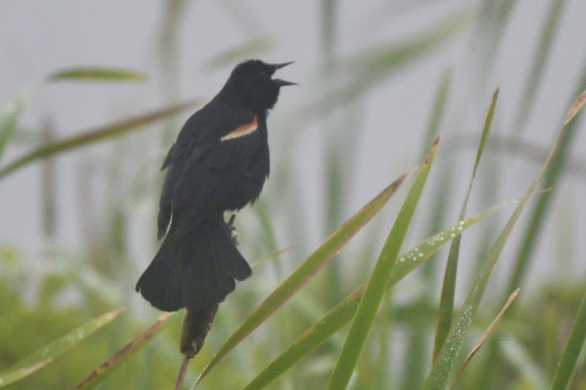 Red-winged Blackbird - ML590415131