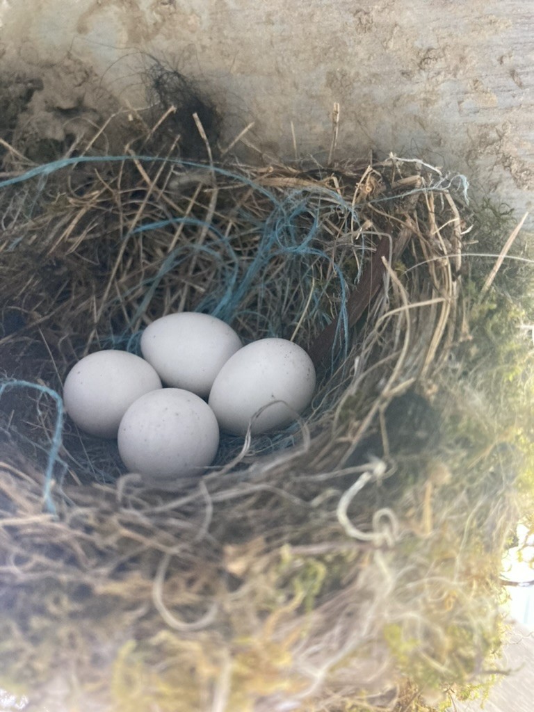 Eastern Phoebe - ML590415531