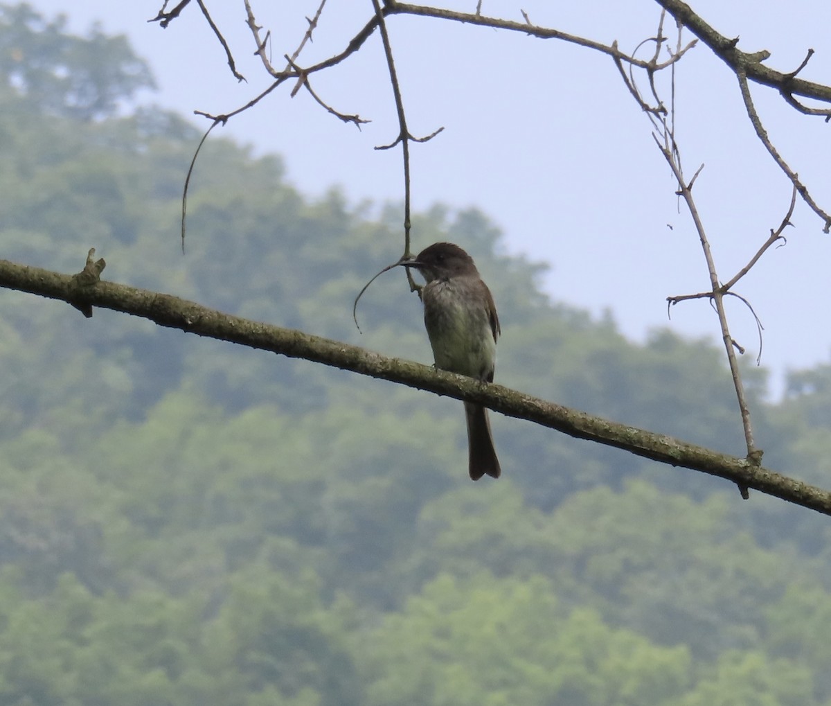 Eastern Phoebe - ML590415711