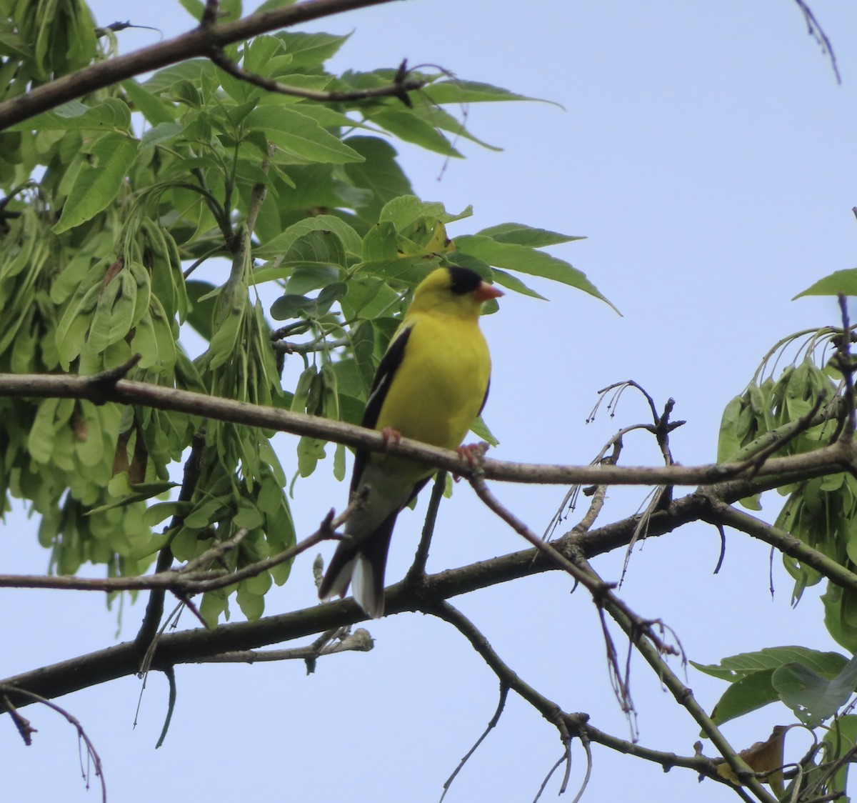 American Goldfinch - Evan Houston