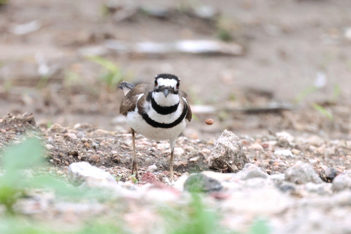 Killdeer - ML590416031