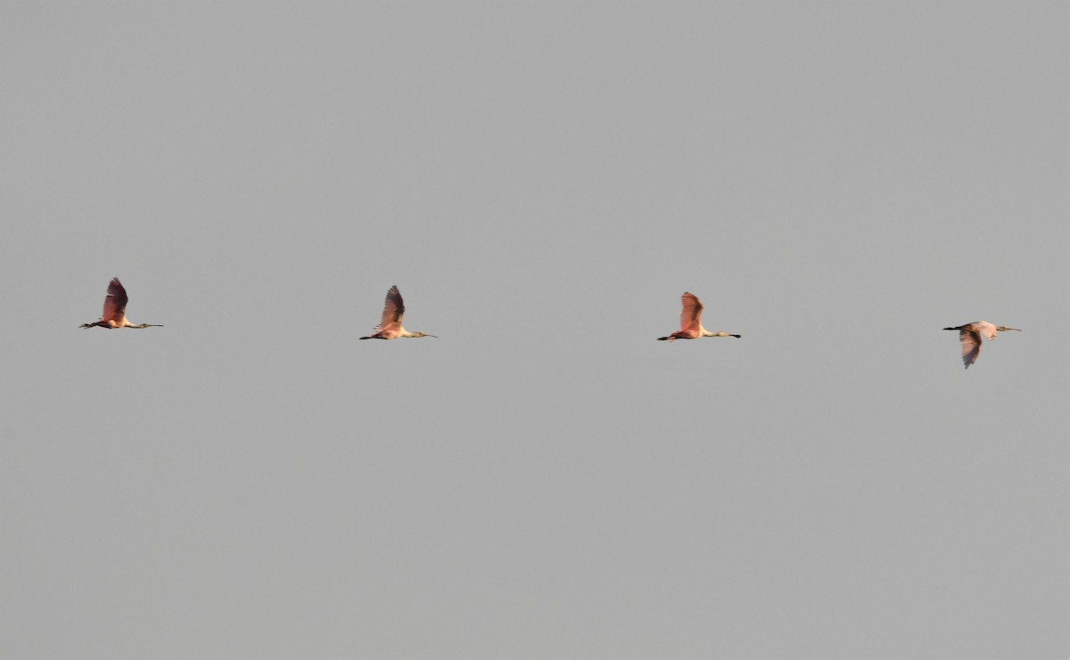 Roseate Spoonbill - Zachary Peterson