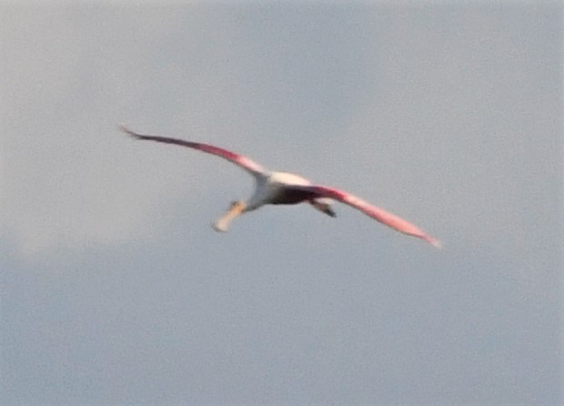 Roseate Spoonbill - ML590416701