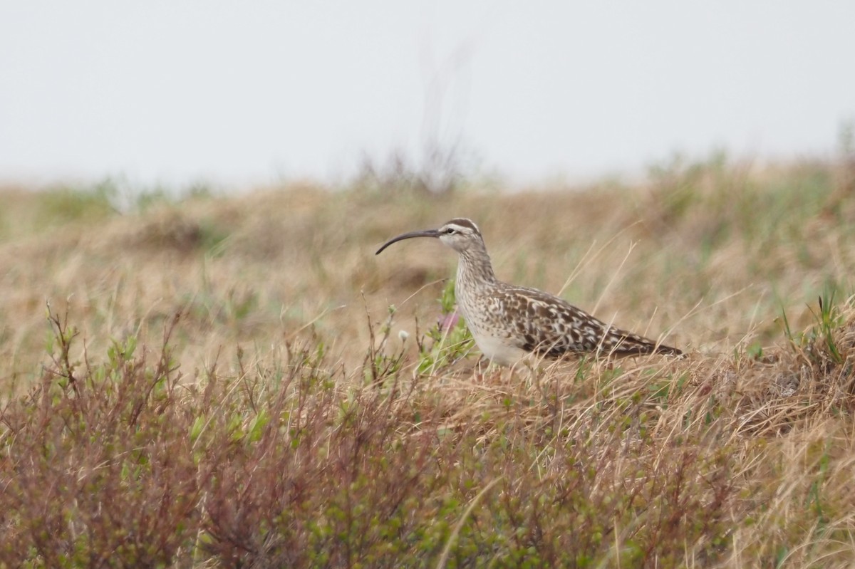 Borstenbrachvogel - ML590416861