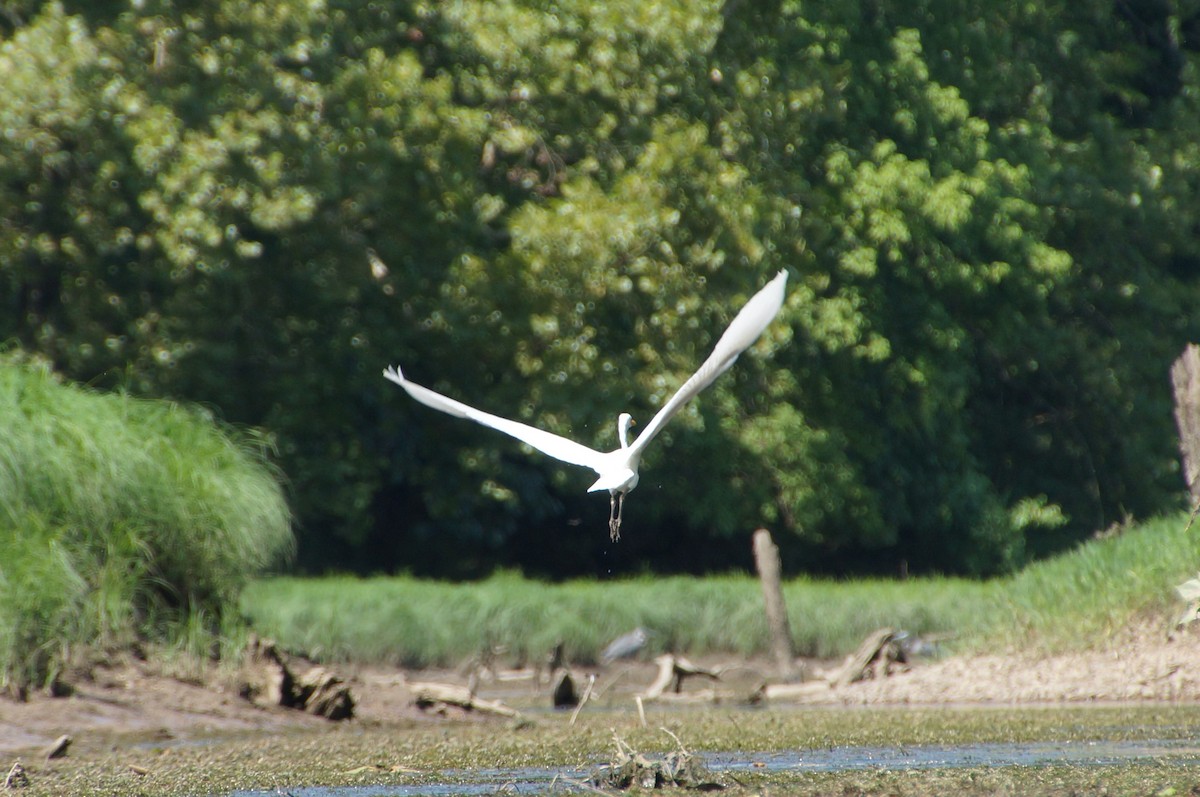 Great Egret - ML590417391