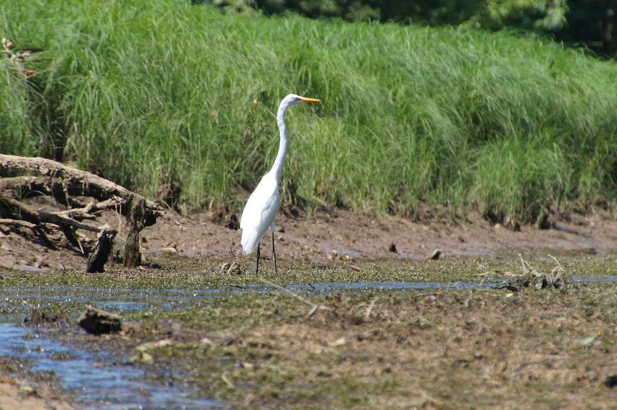 Great Egret - ML590417401